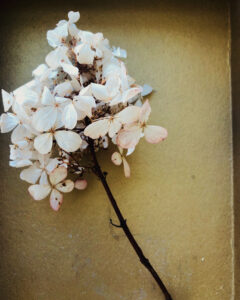 Plant_BettinaWarnecke_Gold